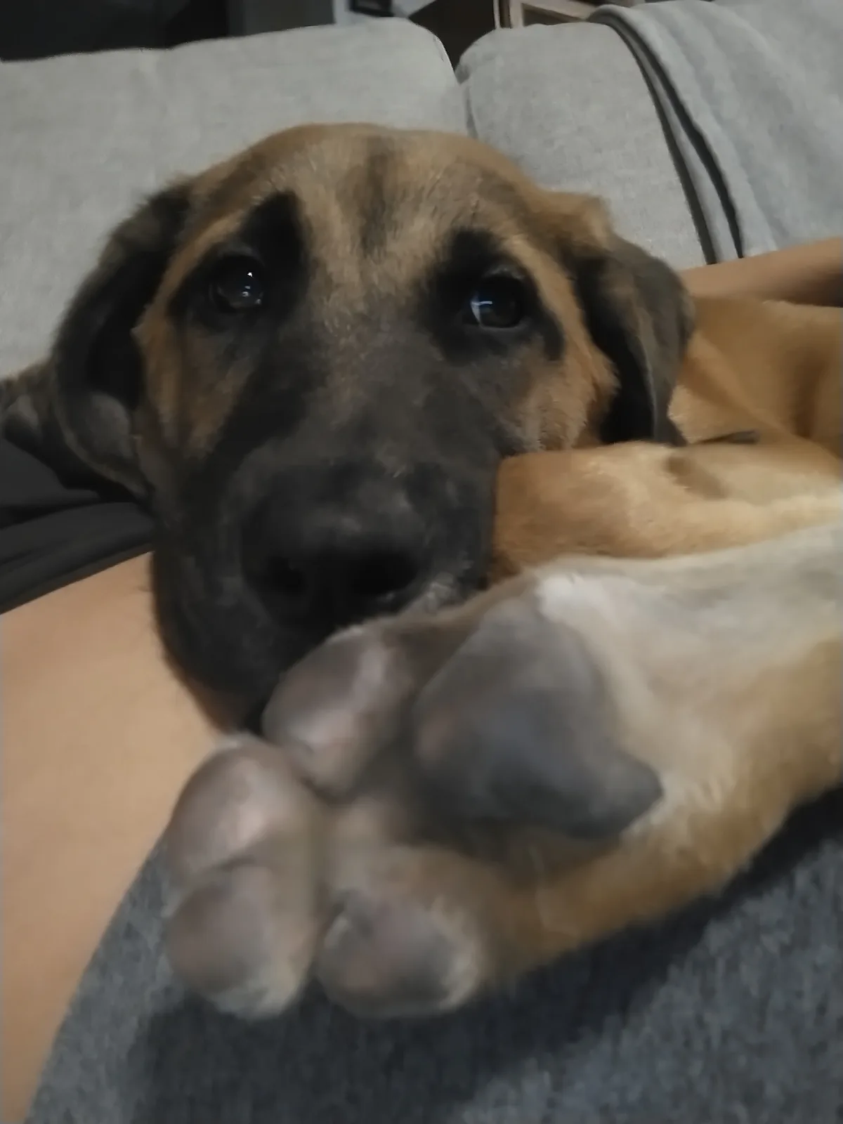 A close-up photo shows a large, tan and black dog with soulful eyes resting its head on a person's lap, its front paw gently…