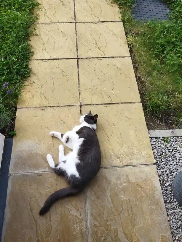 A black and white cat is lying on its back on a stone patio path, legs in the air, looking relaxed. The image has text…
