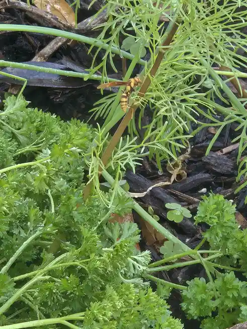 Spotting a Garden Wasp in its natural habitat.