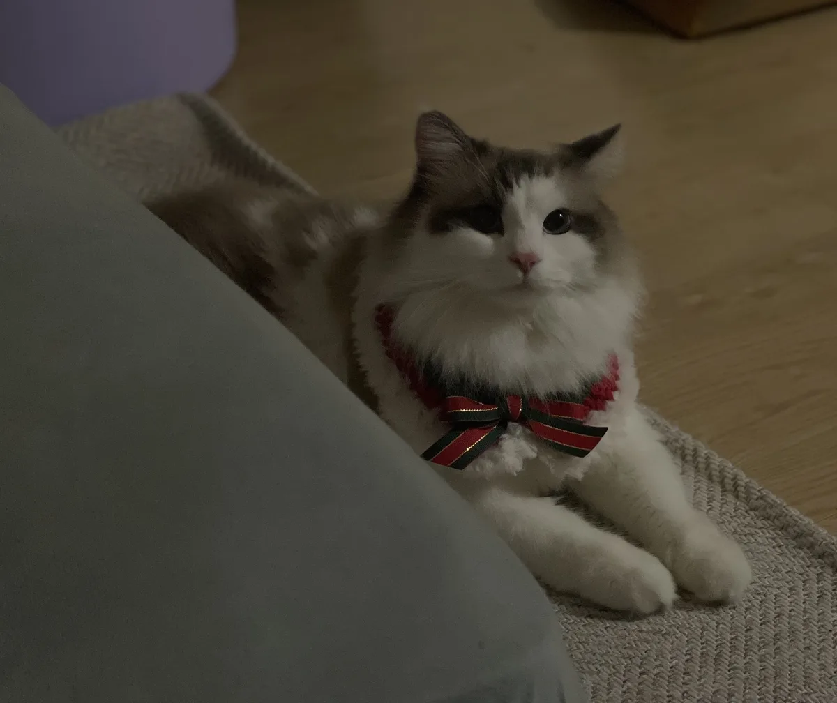A fluffy, long-haired cat with white and grey fur, wearing a red and green striped bow tie, sits calmly on a textured grey…