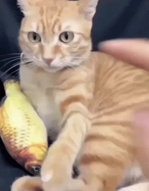 A grid of six images shows an orange tabby cat reacting to a person's fingers moving toward its face. In the first frame…