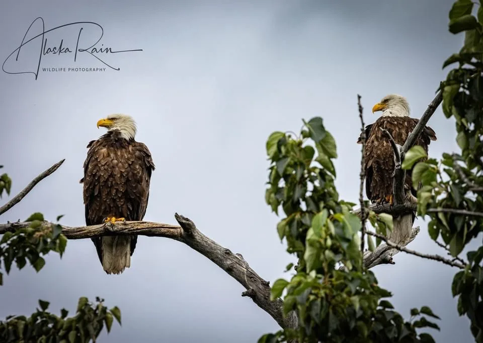 Two bald eagles sit on separate branches of a tree against a cloudy sky. The eagle on the left faces forward, while the…