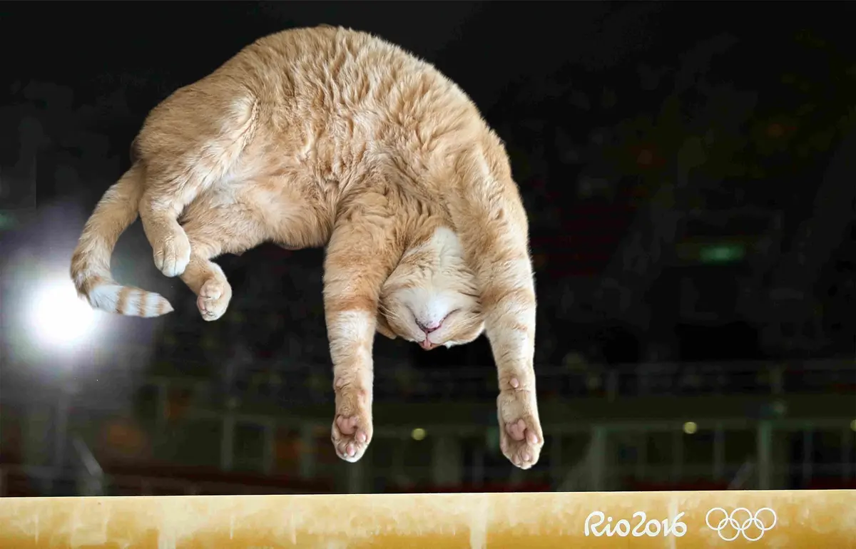The Amazing Cat Gymnast: A Feline Acrobat