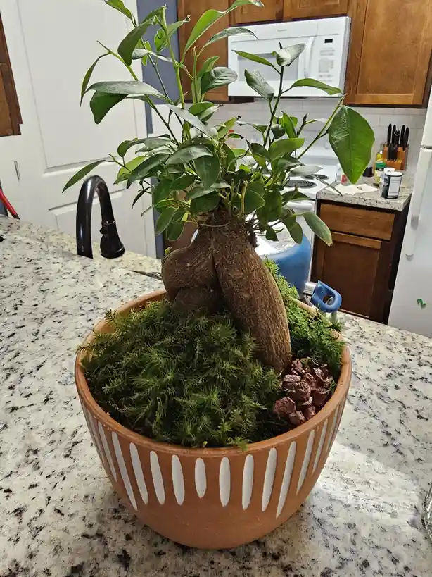 A potted plant with a thick, gnarled, brown root system resembling human genitalia sits in a terracotta pot filled with moss…