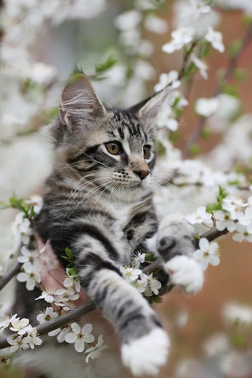 A small tabby kitten with white paws is perched on a flowering tree branch surrounded by white blossoms, looking off to the…