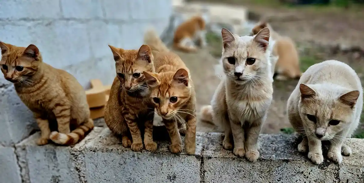 Cats Unleashed: The Wild Adventures in Greece 2024