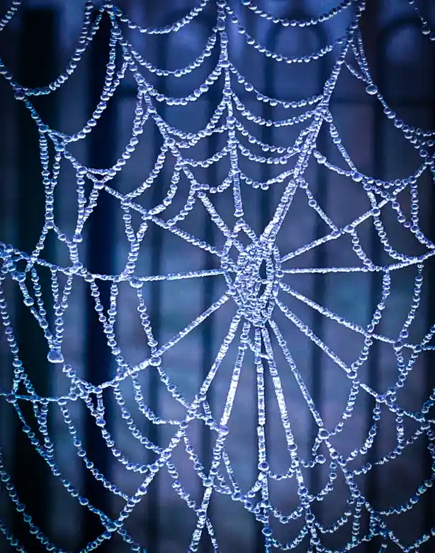 A close-up photograph of a spiderweb intricately covered in dewdrops, glowing with a blue hue against a dark, blurred…
