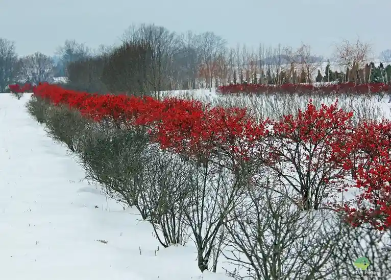 A snowy landscape features rows of bushes with bright red berries contrasting against the white snow and bare branches. The…