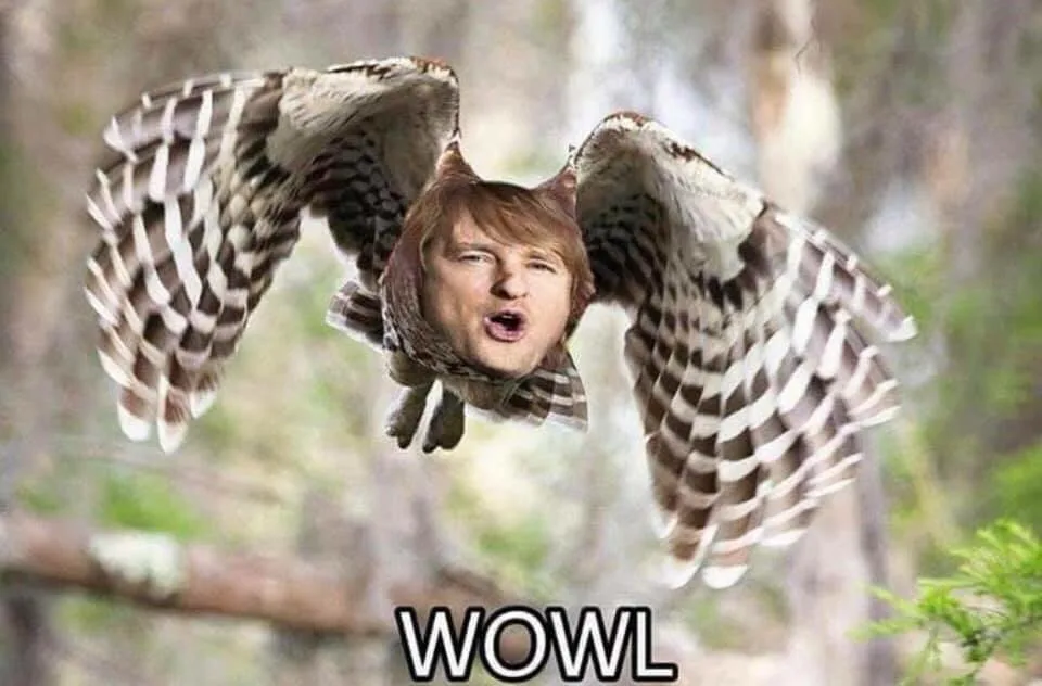 A man's head is photoshopped onto the body of a flying owl with outstretched wings, set against a blurred forest background…