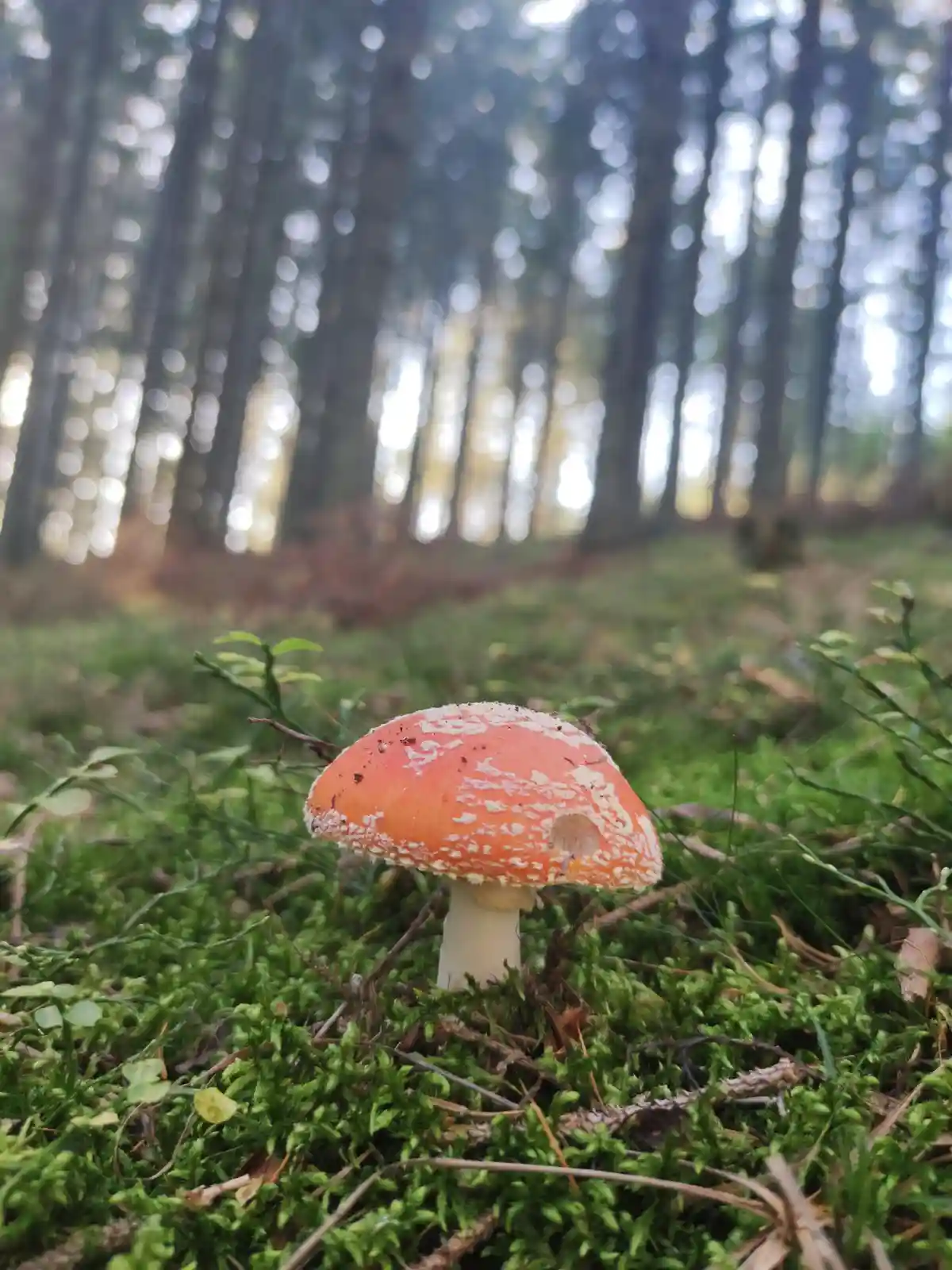 A close-up photo shows a bright orange mushroom with white speckles growing in green moss in a forest. The mushroom's cap…