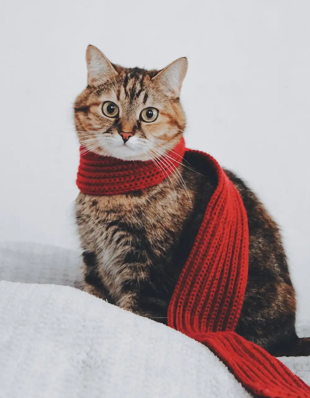 A tabby cat with wide, startled eyes sits on a white textured surface, wearing a bright red knitted scarf around its neck…