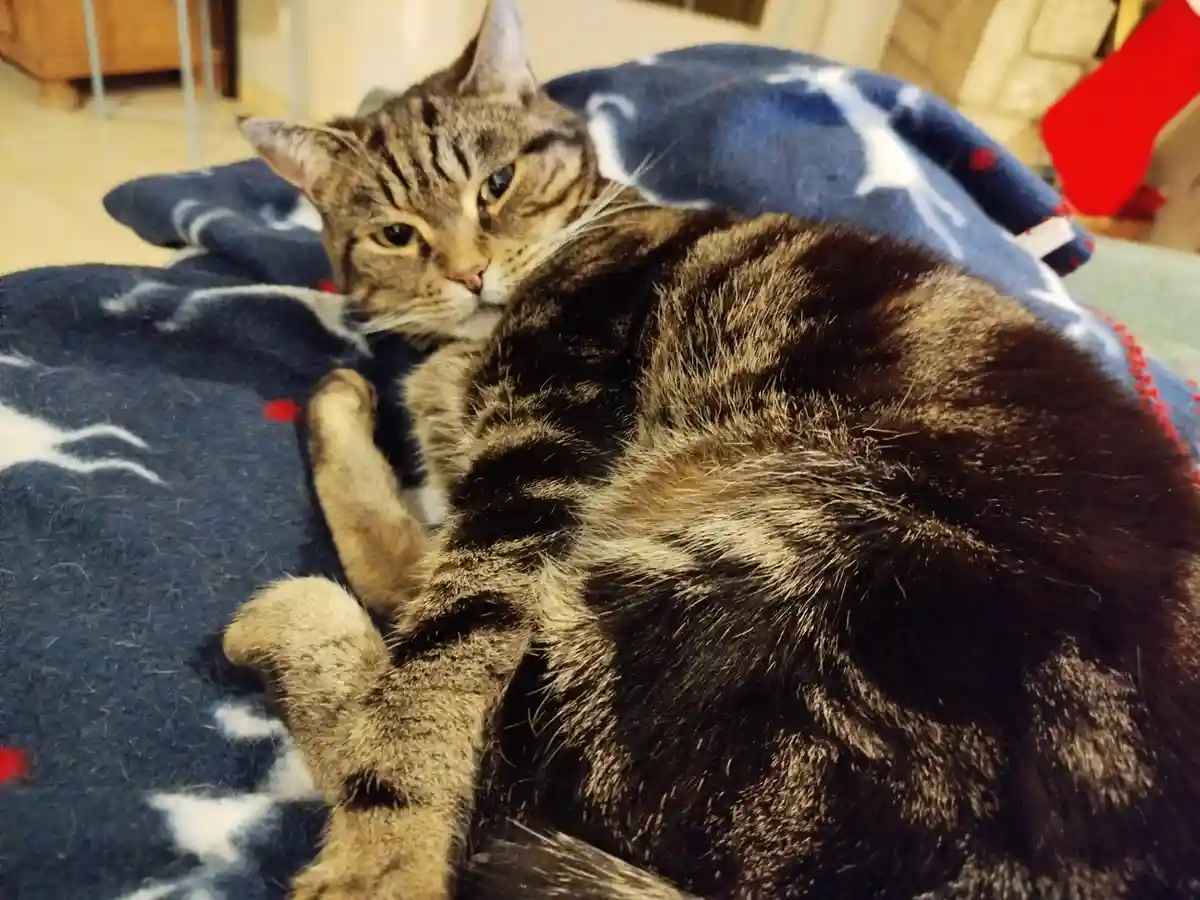 A tabby cat is curled up on a blue blanket with white stars and red dots, looking directly at the camera with a sleepy…