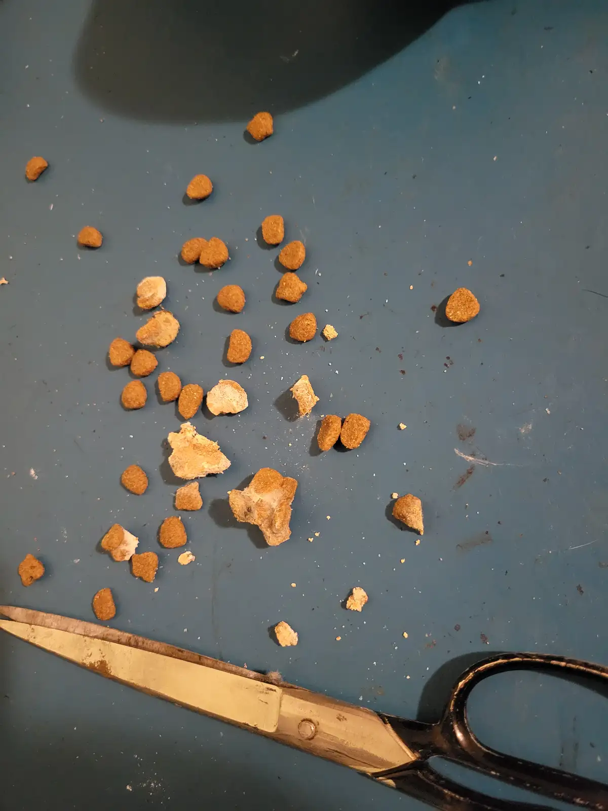 Mystery Chunks in Cat Food: What Are These Strange White Bits?