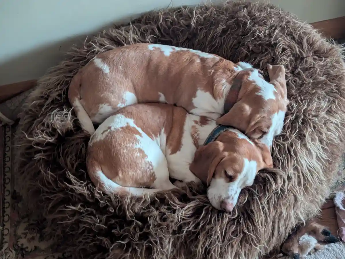 Two brown-and-white dogs are curled up and sleeping together in a large, shaggy brown dog bed. One dog rests its head on the…