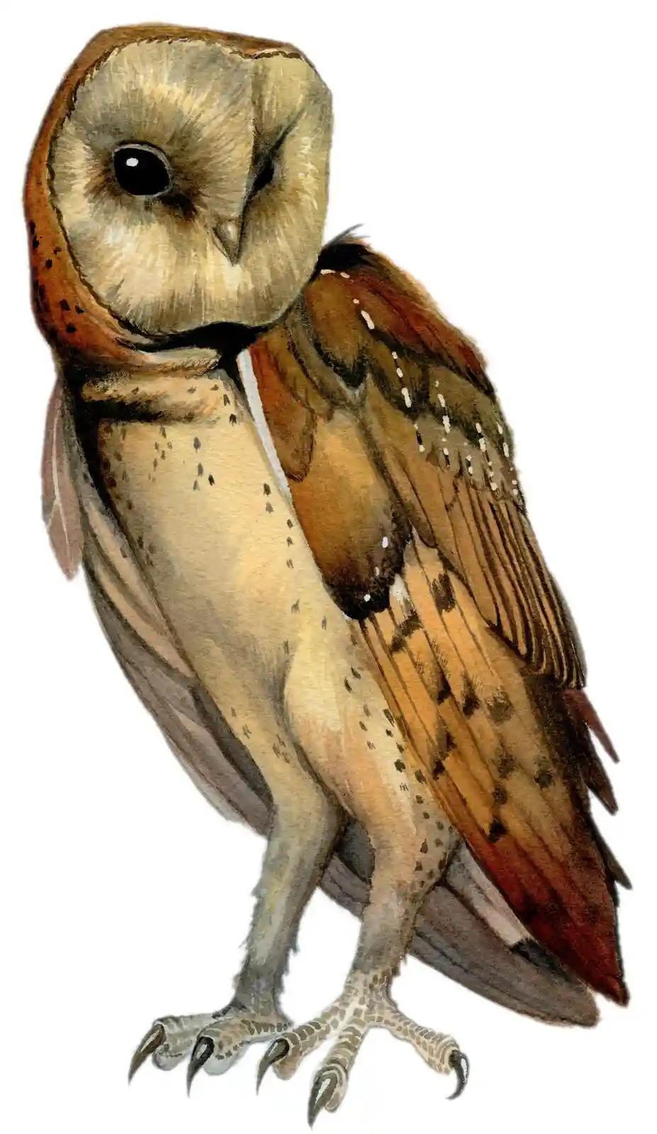 A detailed watercolor illustration of a barn owl, showing its light-colored face, dark eyes, and mottled brown and tan…