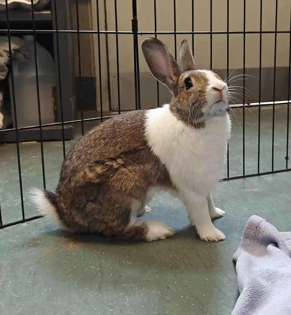 A brown and white rabbit sits upright inside a black wire cage on a green floor, looking upward with a slightly smug or…