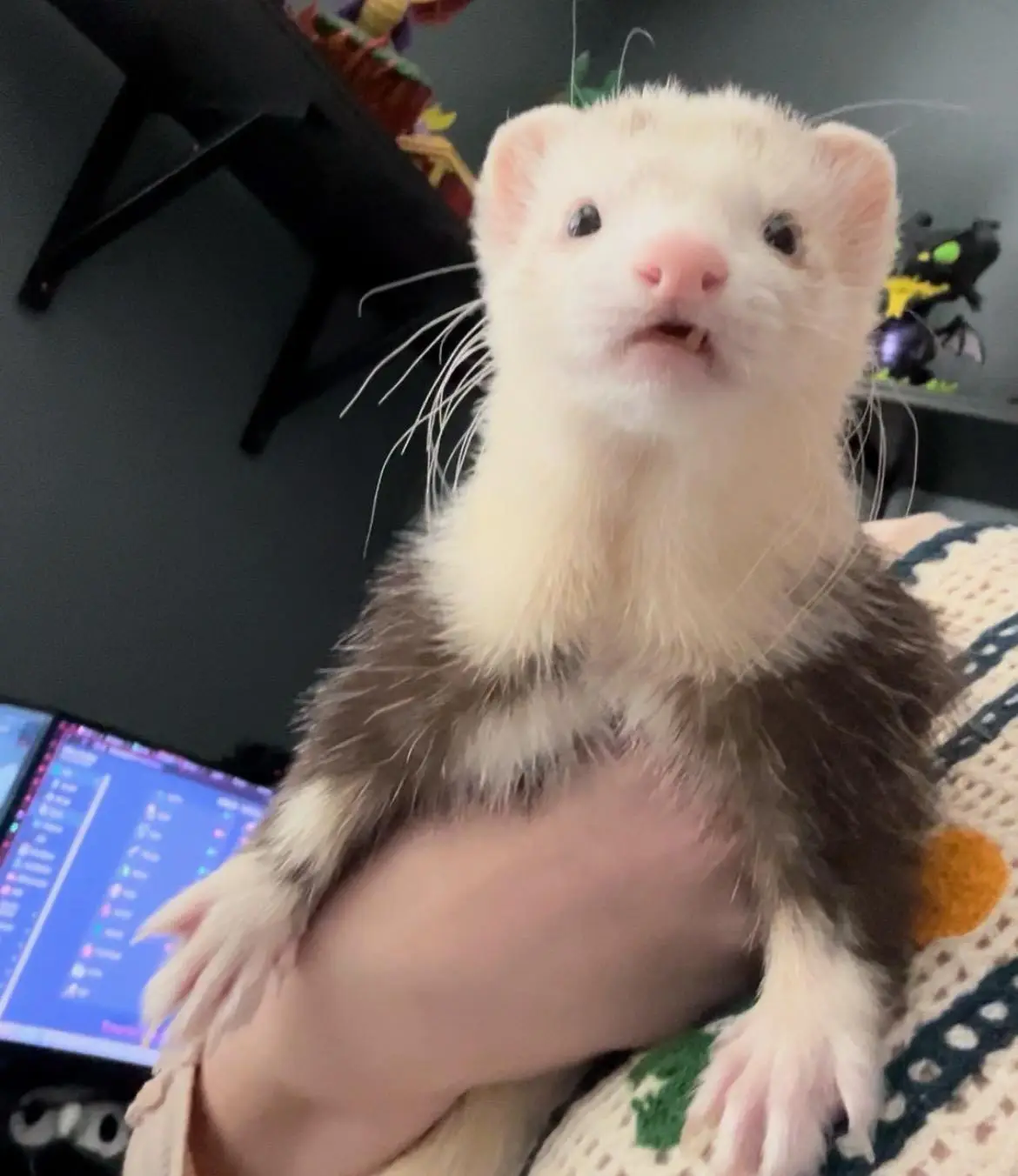 A close-up photo shows a white and brown ferret being held, looking directly at the camera with its mouth slightly open. The…