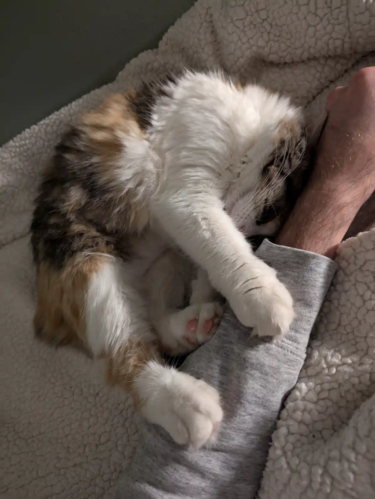 A fluffy calico cat is curled up and sleeping soundly on a person's leg, which is covered by a grey sweatshirt sleeve, while…