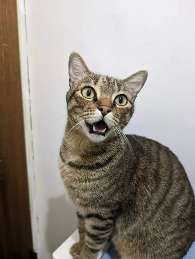 A tabby cat with wide, startled green eyes and an open mouth showing teeth, sitting upright against a plain white wall next…