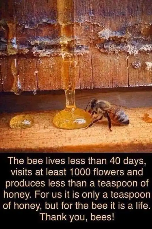 The Fascinating World of Honey Bees: 7 Species and 44 Subspecies Explained