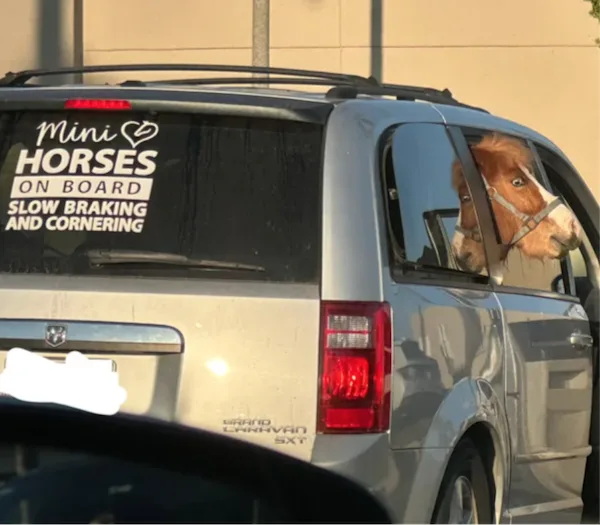 A silver Dodge Grand Caravan has a decal on its rear window that reads 'Mini Horses On Board Slow Braking And Cornering'. A…