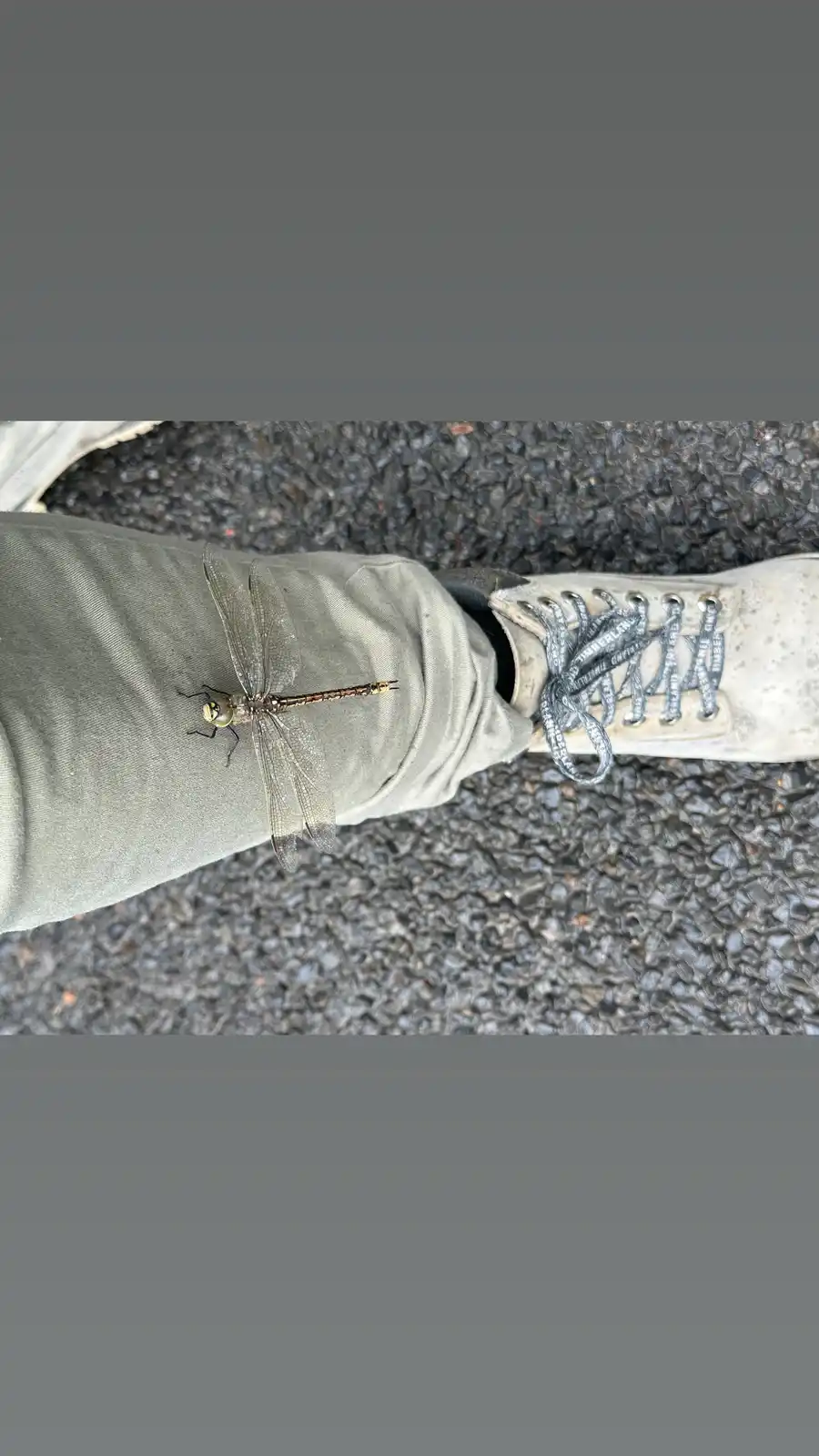 A large dragonfly with transparent wings and a segmented body is perched on the person's olive green pant leg, just above a…