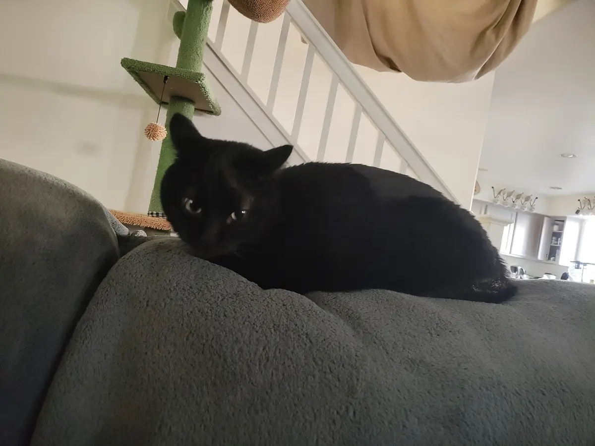 A black cat is lying on a grey couch, looking directly at the camera with a slightly unimpressed or sleepy expression. In…
