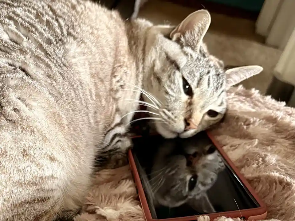 A gray tabby cat with a striped coat is lying on a fluffy beige blanket, resting its head on a smartphone with a…