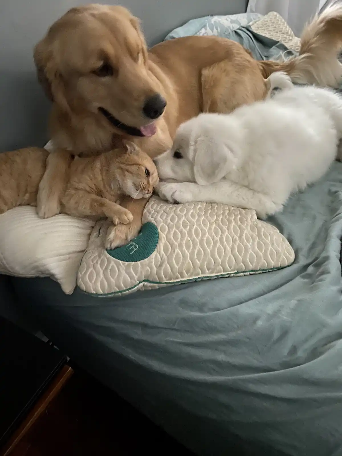 Adorable Puppy Cuddles: The Ultimate Snuggle Fest