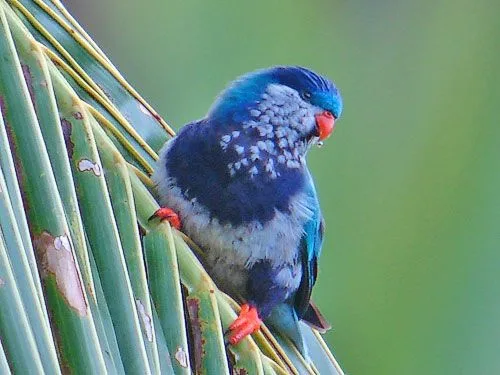 A Norwegian Blue Parrot Longing for Pine Cones
