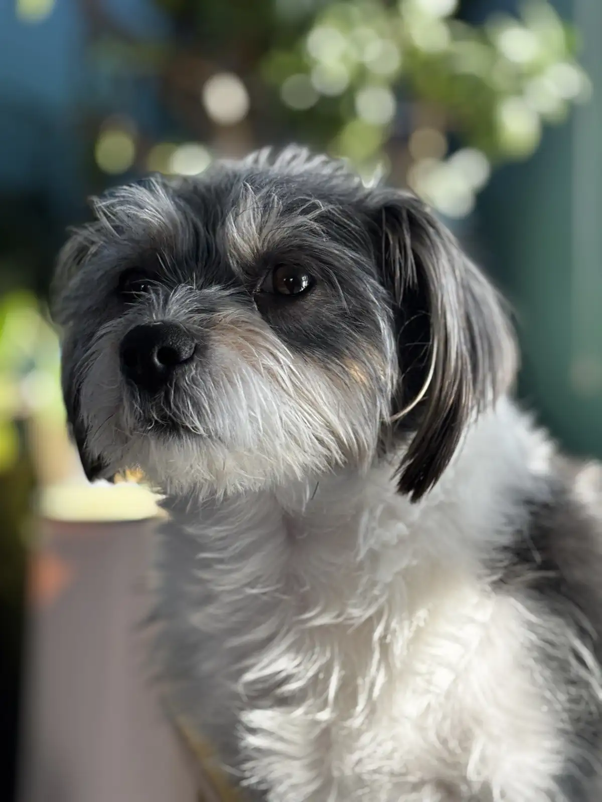 A close-up photo of a small, fluffy dog with gray and white fur, dark eyes, and a slightly tilted head, looking off to the…