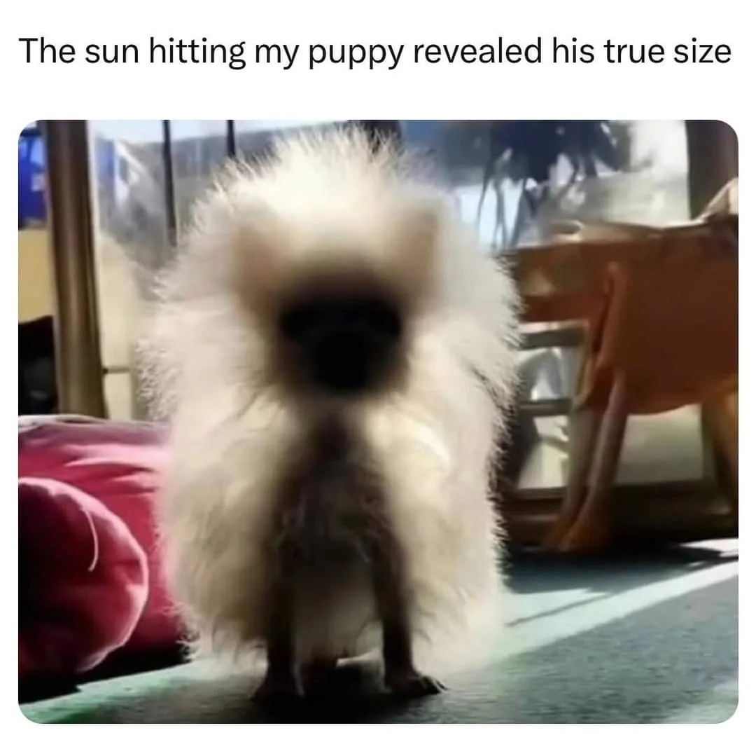 A small, fluffy white puppy with a dark face is sitting on a floor, illuminated by sunlight that makes its fur appear…