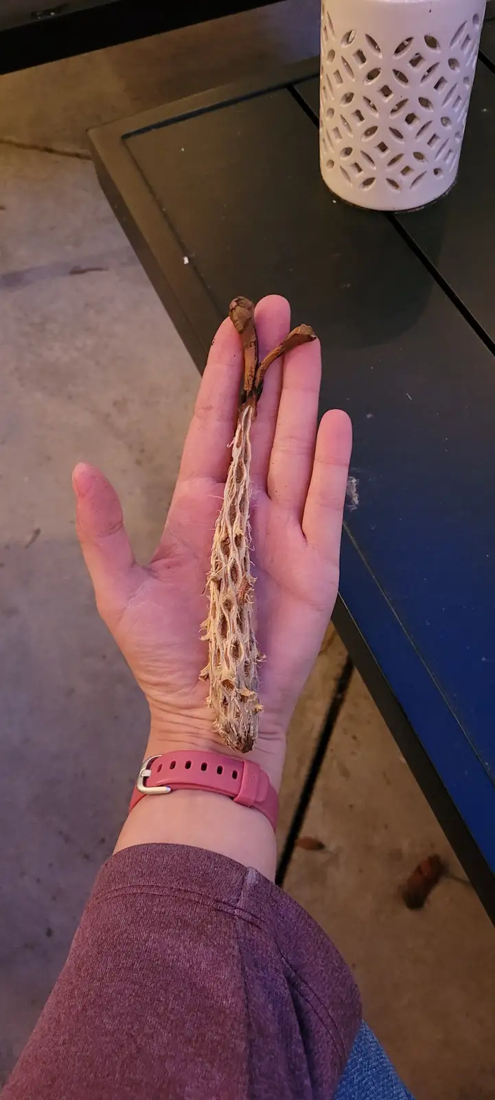 A person's open palm holds a long, dried, fibrous plant pod with two small brown tips, resembling a dried gourd or seed pod…