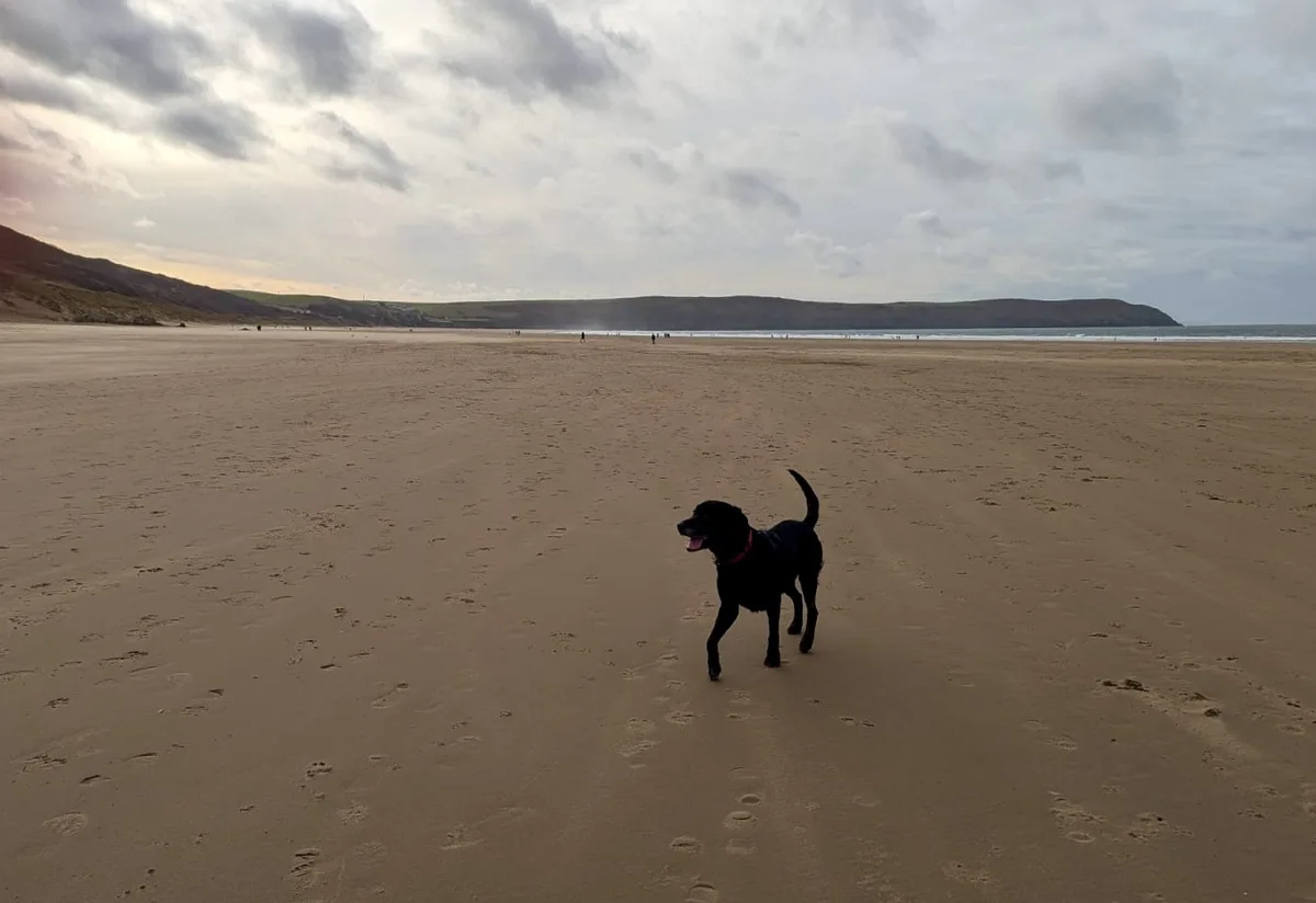 A black dog with a red collar walks on a wide, sandy beach under a cloudy sky, leaving footprints in the sand. The overlaid…