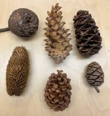 An image displays six different pine cones of varying sizes, shapes, and textures arranged on a light-colored wooden…