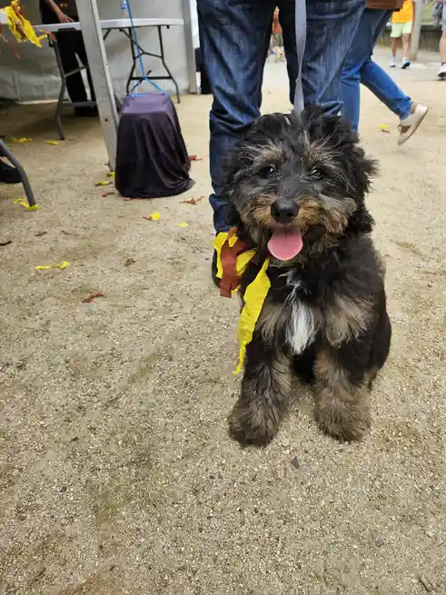 A small, fluffy black and brown dog with a white chest sits on gravel, tongue out, wearing a yellow and orange paper turkey…
