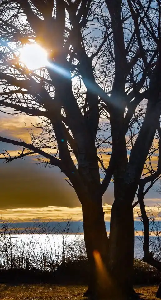 A silhouette of a bare-branched tree stands against a sunset over water, with the sun shining brightly through its branches…