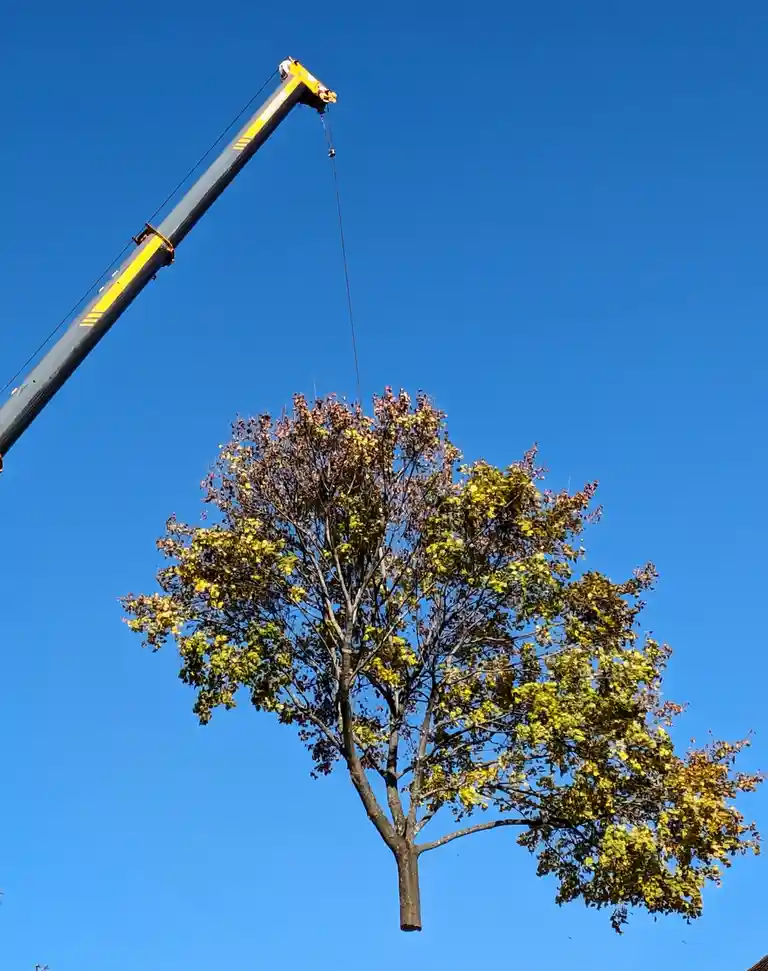 A tree with yellow and brown autumn leaves is suspended in mid-air by a crane's hook against a clear blue sky. The crane arm…