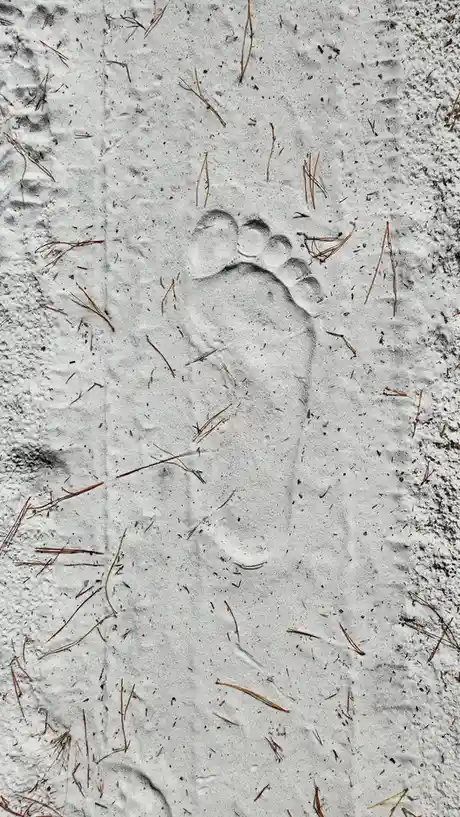 A clear human footprint is visible in light-colored sand scattered with dry pine needles. The overlaid text reads 'i'm not a…