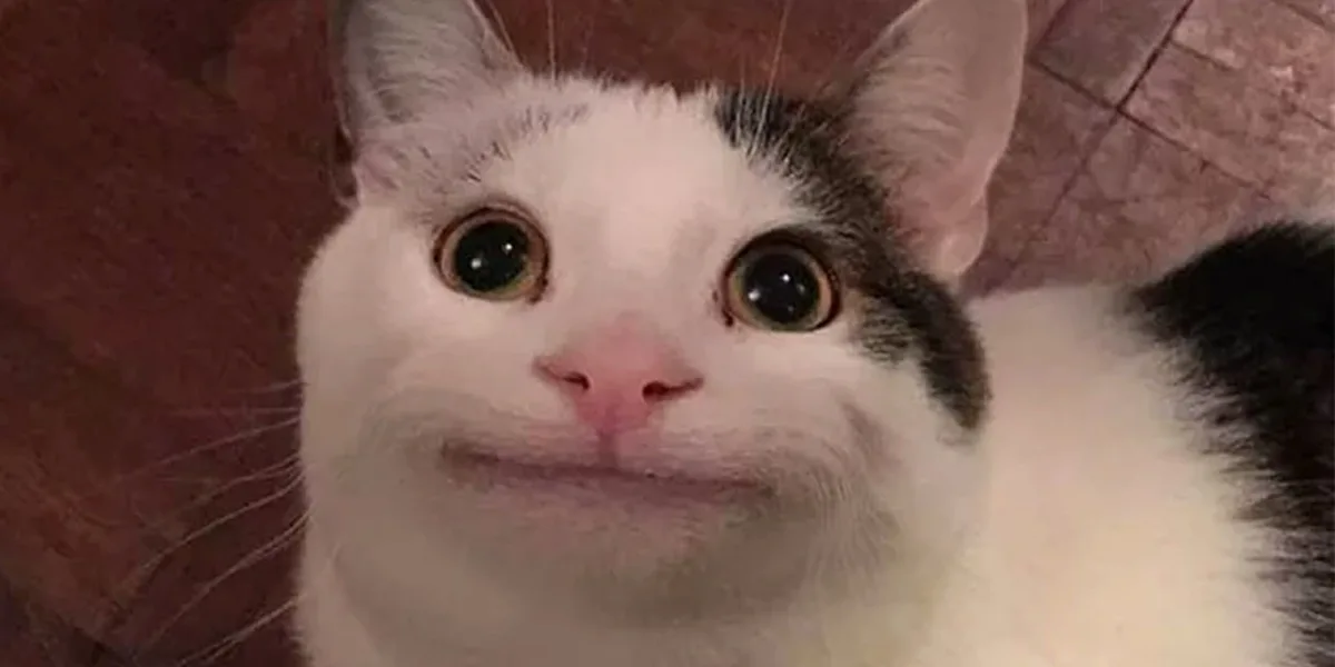 A close-up photo of a white and black cat with wide, round eyes and a slightly smug or unimpressed facial expression…