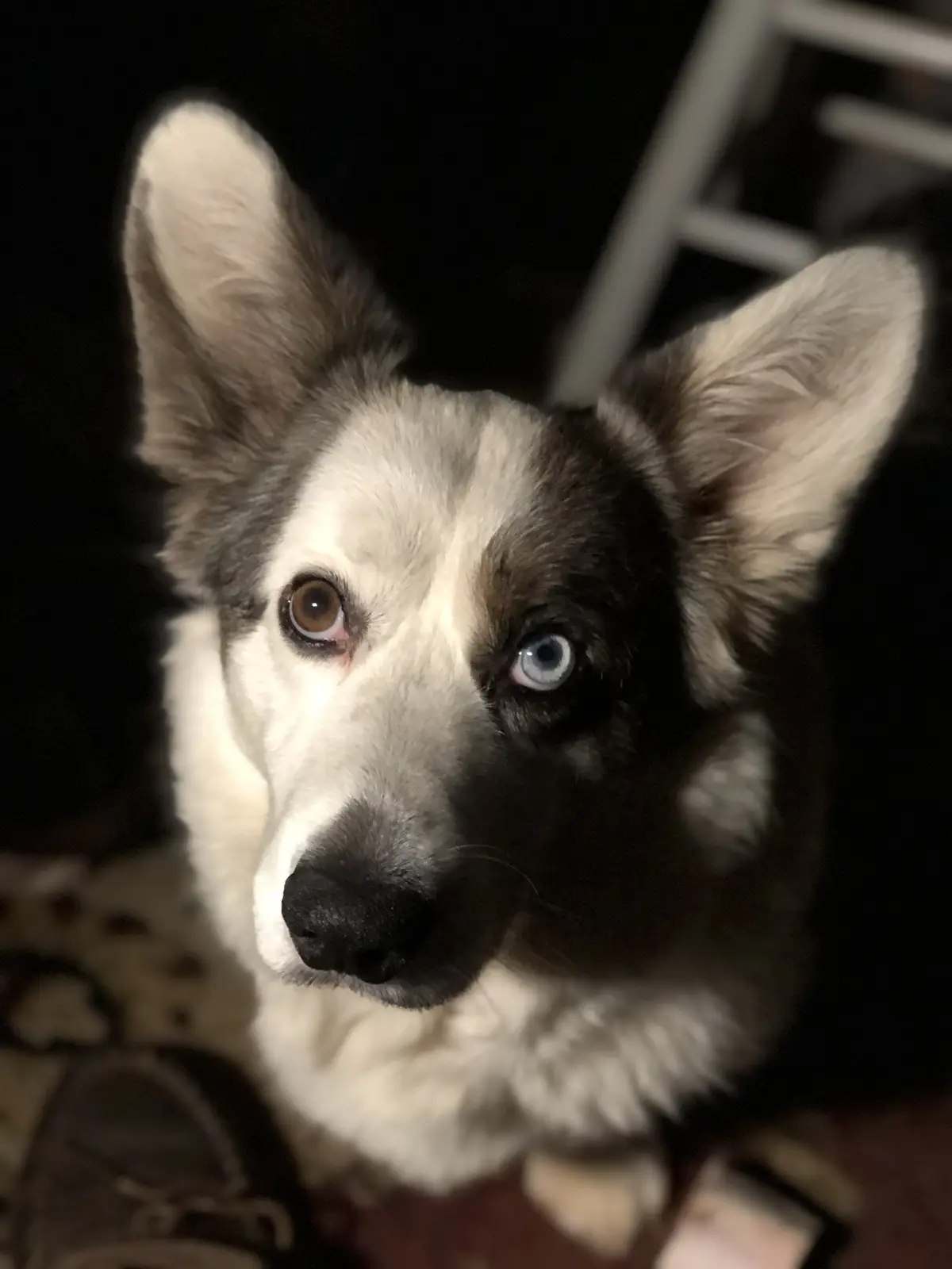 A close-up photo of a dog with one brown eye and one blue eye, looking directly at the camera with a serious expression. The…