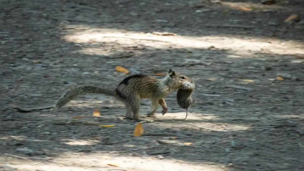 A squirrel is walking on a dirt path holding a mouse in its mouth, with sunlight filtering through trees. The overlaid text…