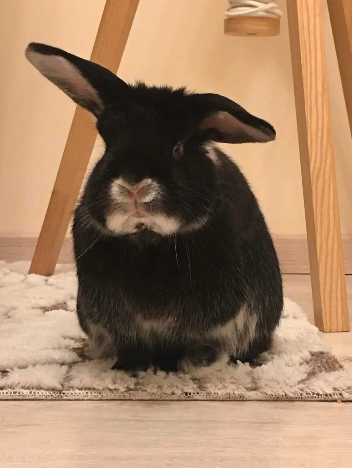 A black rabbit with white markings on its nose and chest sits on a fluffy white rug under a wooden chair, looking directly…