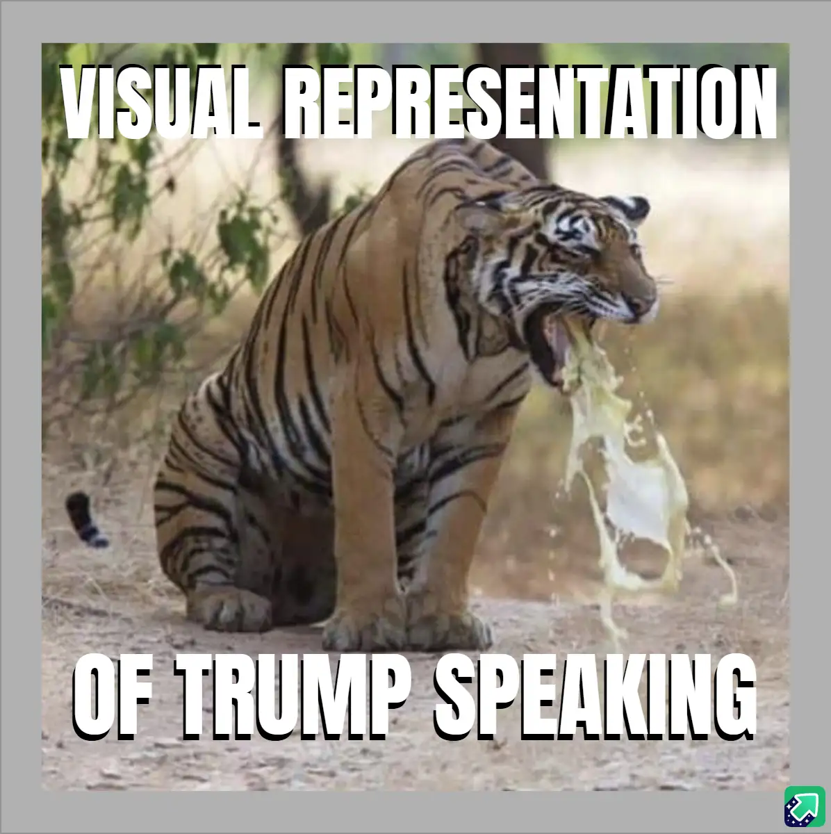 A tiger is shown sitting on dry ground with its mouth wide open, spitting out a stream of yellowish liquid. Large white text…