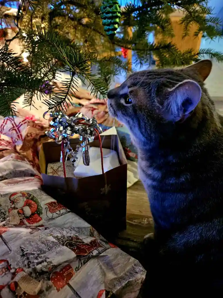 A gray cat sits beside a Christmas tree, intently staring at a gift bag with a silver bow. The bag rests on festive wrapping…
