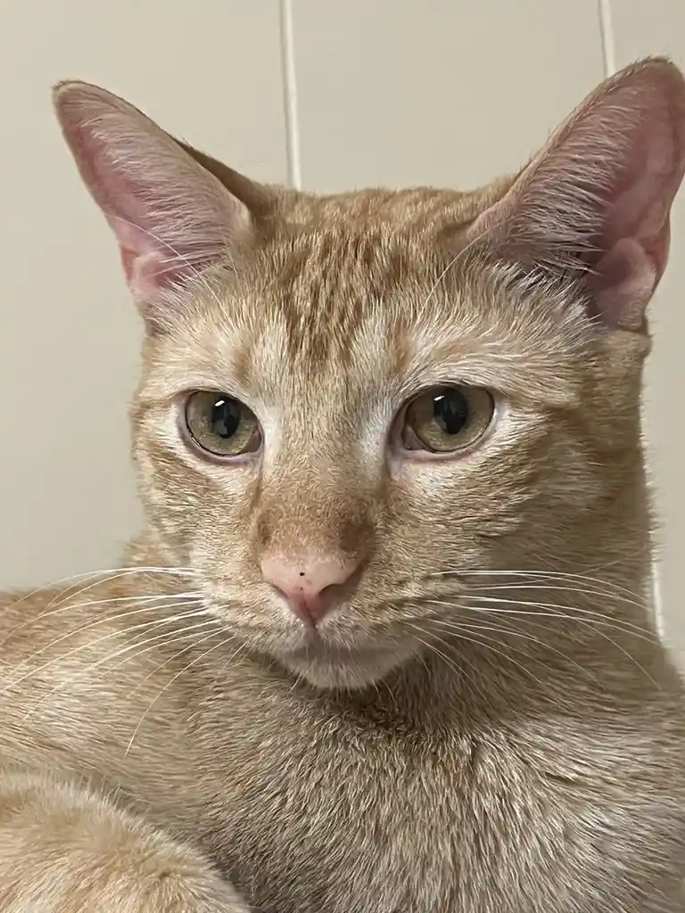 A close-up photo of a light orange tabby cat staring directly at the camera with a serious, unimpressed expression. The…