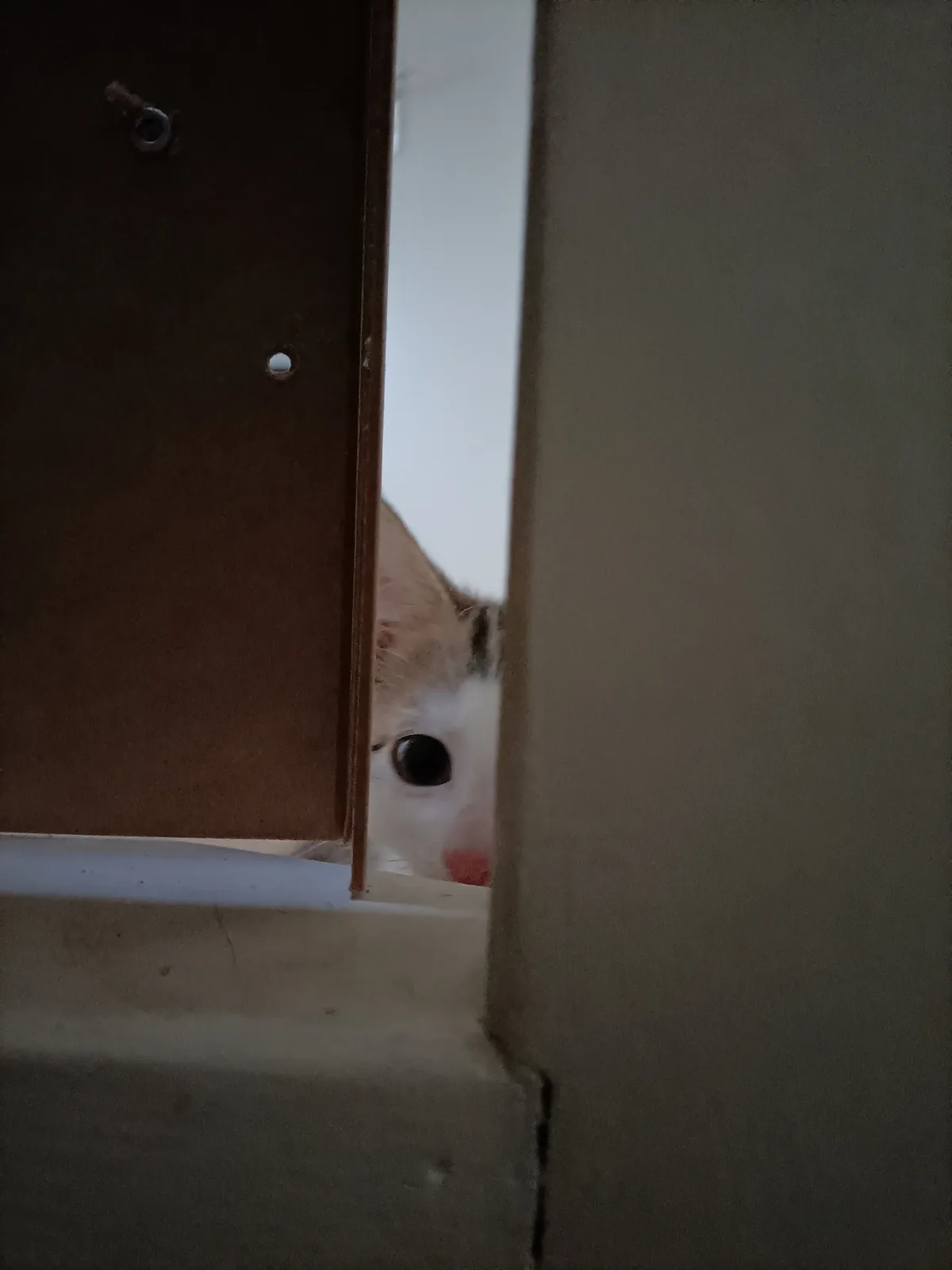 Surprise! Peekaboo!