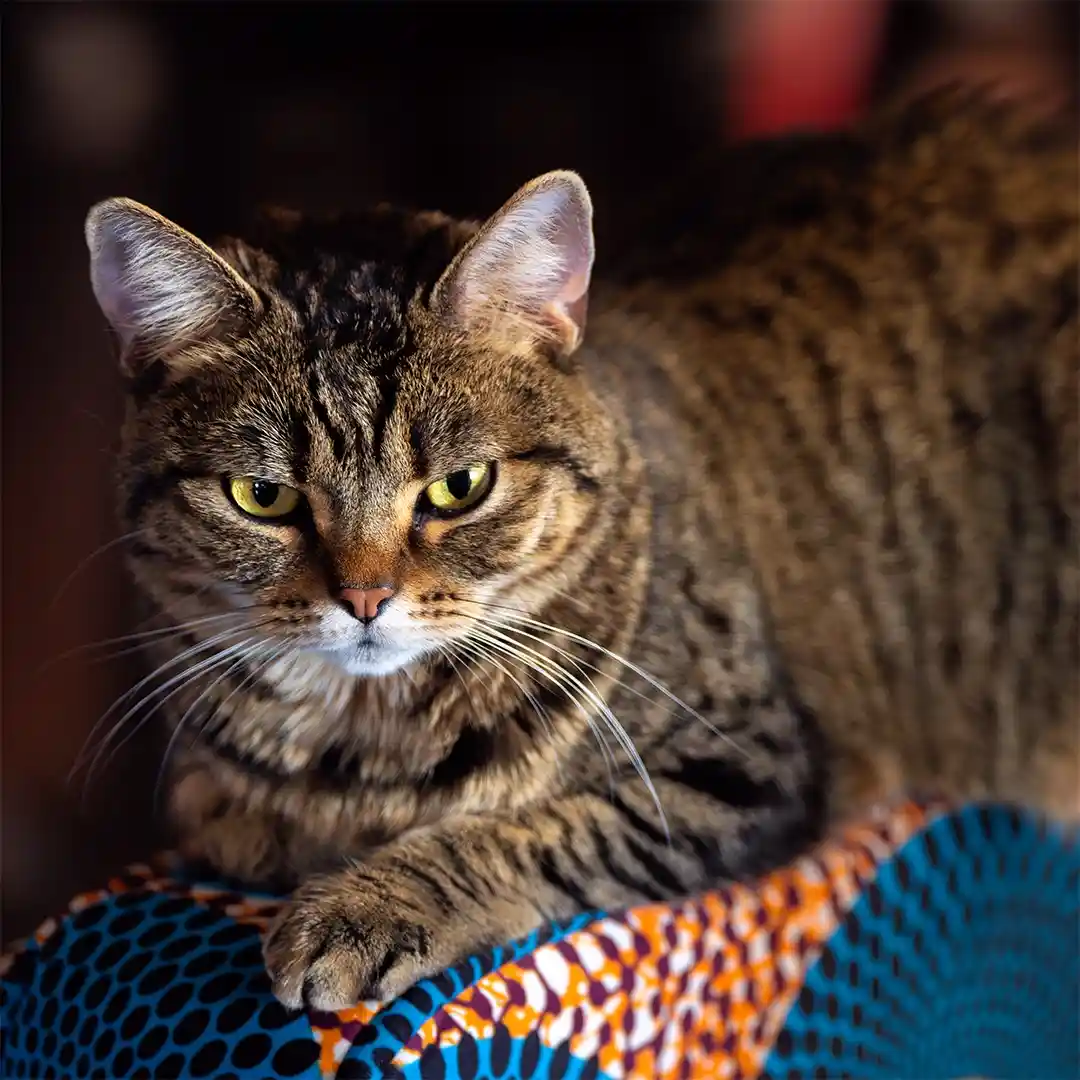 A close-up photo of a brown tabby cat with striking yellow eyes, lying on a colorful patterned fabric. The cat stares…