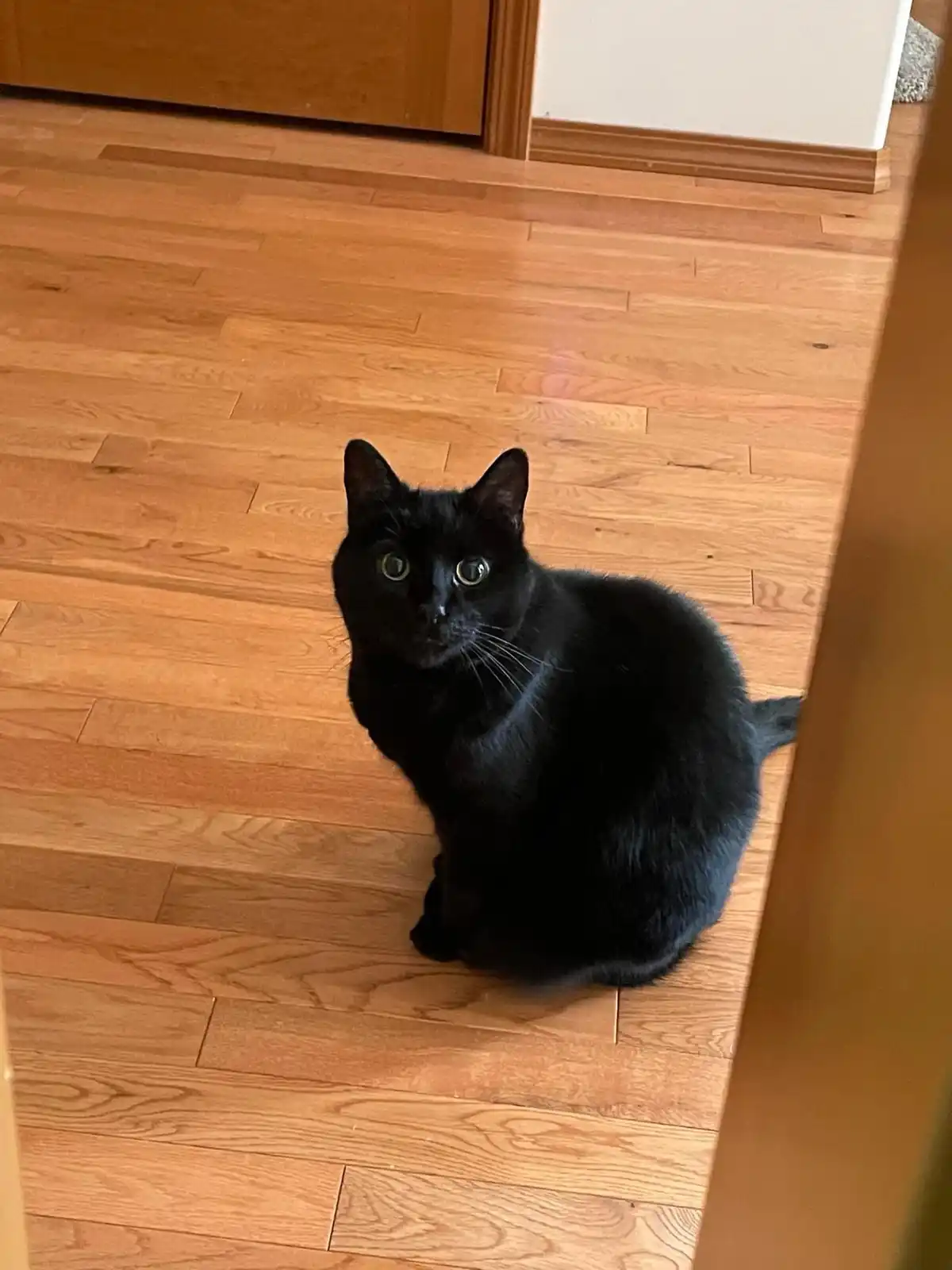 A black cat with wide, startled eyes sits on a light brown wooden floor, looking directly at the camera with an expression…