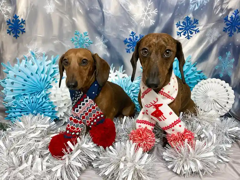 Season's Greetings from the Crew!